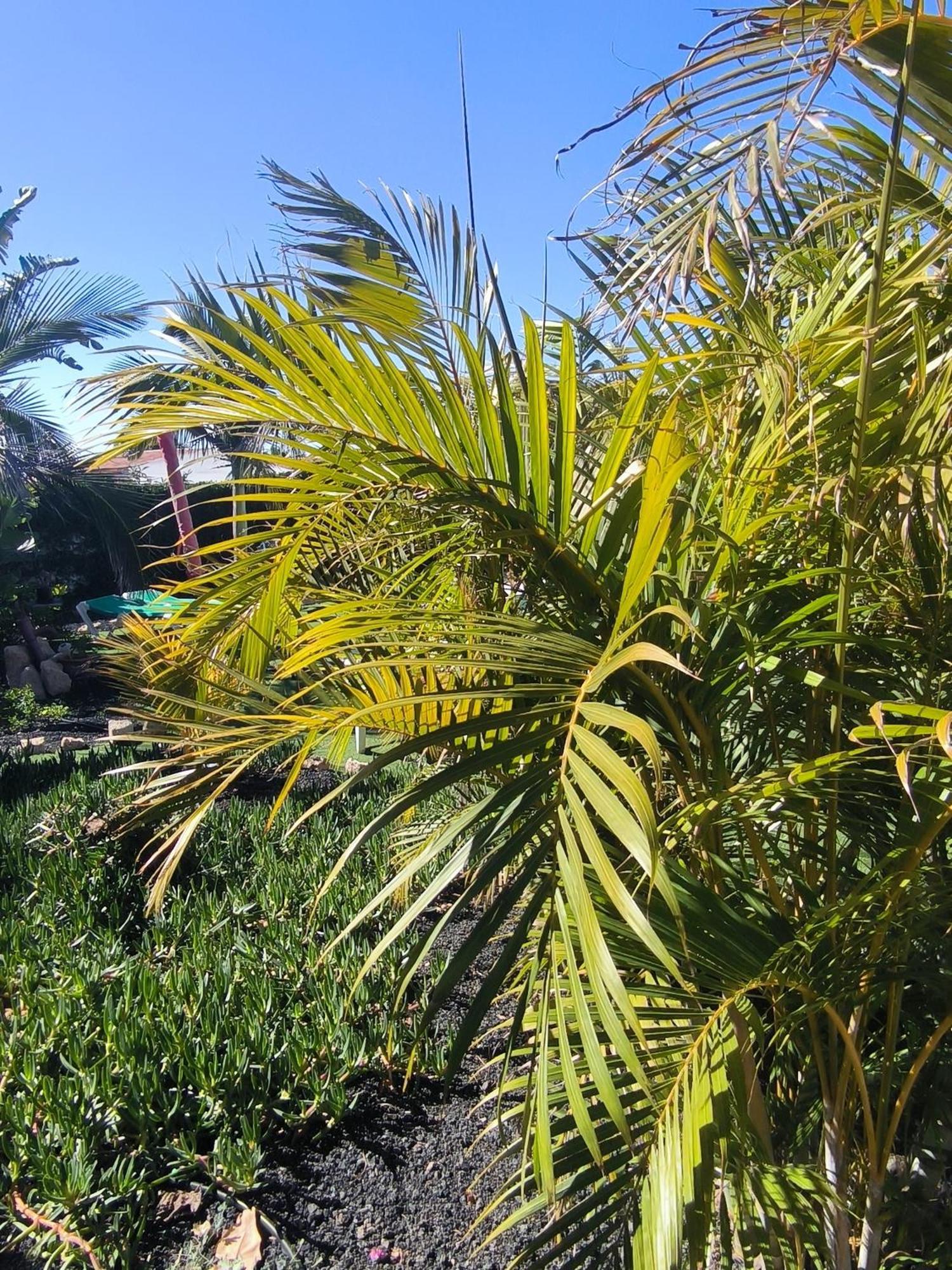 Villa Daita 2 Villa Daita 3 Granadilla De Abona Εξωτερικό φωτογραφία